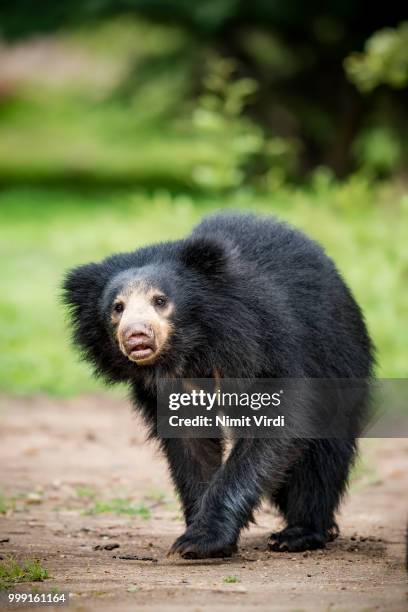 labiated / sloth bear - sloth bear stock pictures, royalty-free photos & images