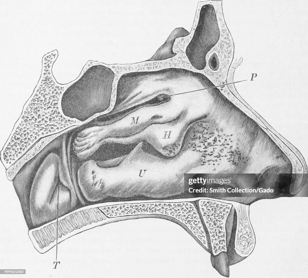 Nasal Cavity Section