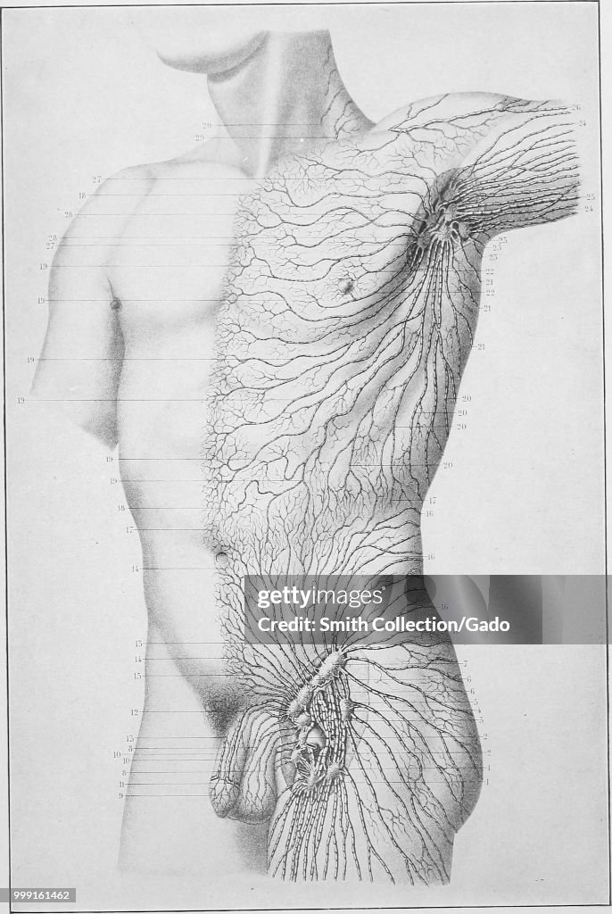 Human Lymphatic System