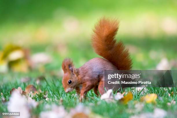 autumn red squirrel - tree squirrel stockfoto's en -beelden