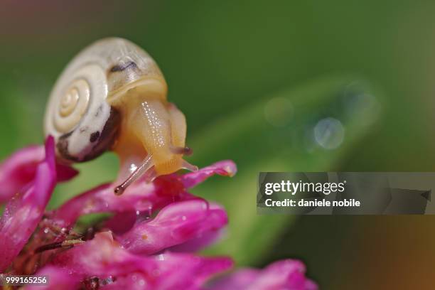 snail on flower - nobile stock pictures, royalty-free photos & images