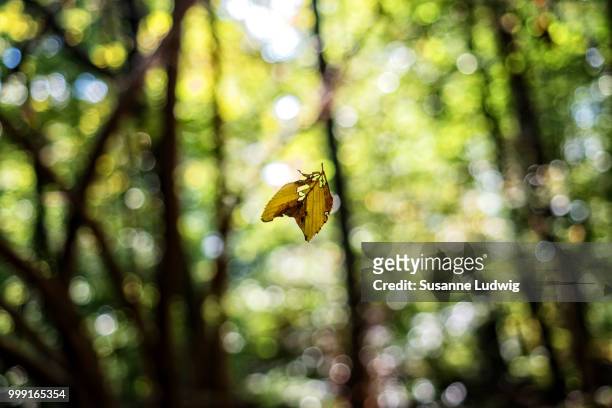 truly fall - susanne ludwig stock pictures, royalty-free photos & images