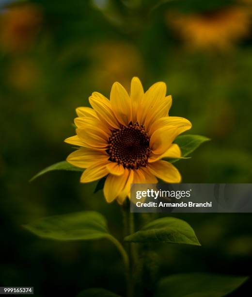 sunflower - armando stock pictures, royalty-free photos & images