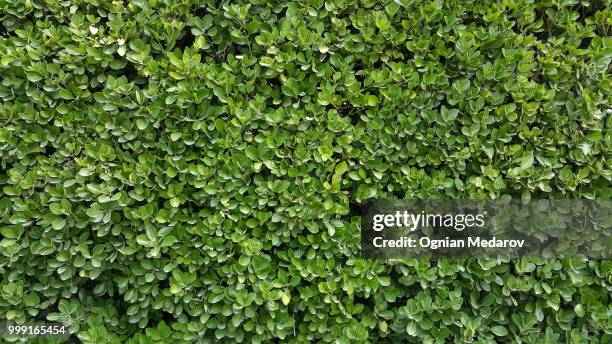 green wall hedge boxwood - boxwood stock pictures, royalty-free photos & images