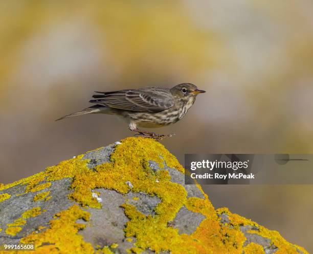 sneaky rock pipit - alauda arvensis stock pictures, royalty-free photos & images