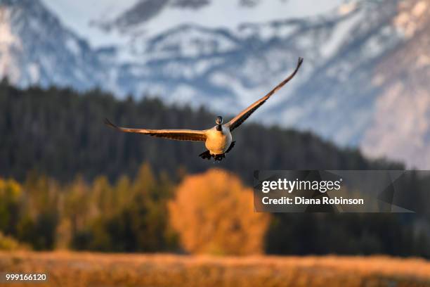 canada goose (branta canadensis) in flight at sunrise in front o - eagle kite stock-fotos und bilder