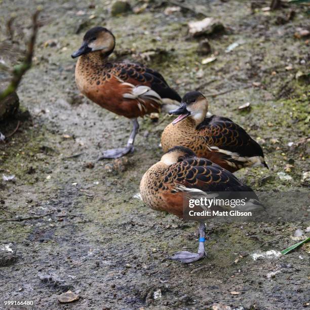 portrait of wandering whistling duck dendrocyga arcuata in natur - natuur stock pictures, royalty-free photos & images