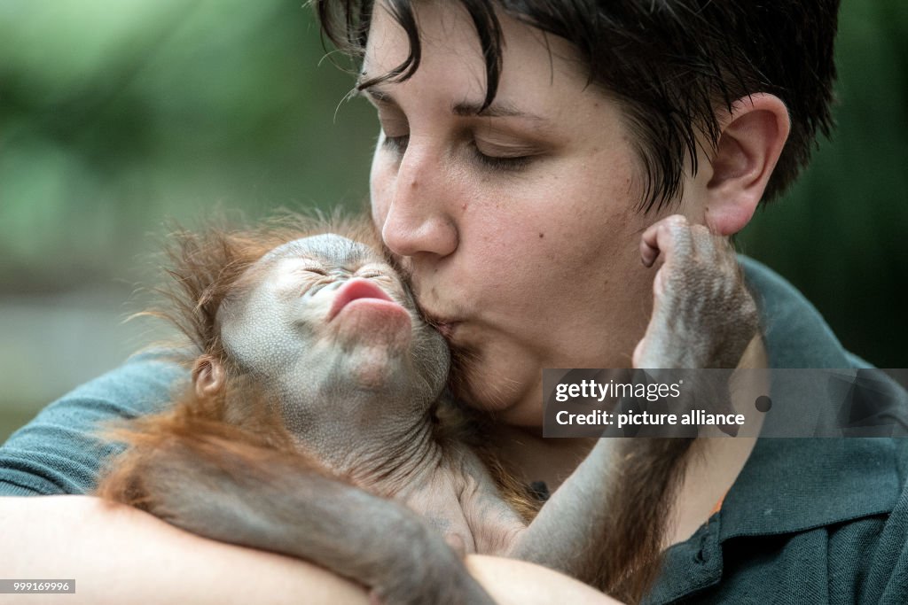 Orangutan being brought up with a bottle