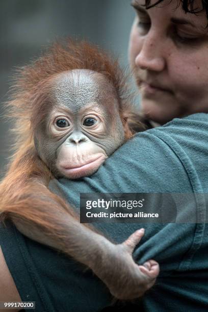 Zoo keeper holding the 2.5-month old Borneo Orangutan baby "Hujan" in her arms in Krefeld, Germany, 15 August 2017. The 3.6 kg heavy baby ape was...
