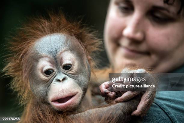 Zoo keeper holding the 2.5-month old Borneo Orangutan baby "Hujan" in her arms in Krefeld, Germany, 15 August 2017. The 3.6 kg heavy baby ape was...
