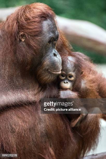 Female orangutan Lea holding the seven-months old Borneo Orangutan baby "Suria" in her arms in Krefeld, Germany, 15 August 2017. World Orangutan Day...