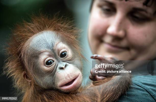 Dpatop - A zoo keeper holding the 2.5-month old Borneo Orangutan baby "Hujan" in her arms in Krefeld, Germany, 15 August 2017. The 3.6 kg heavy baby...