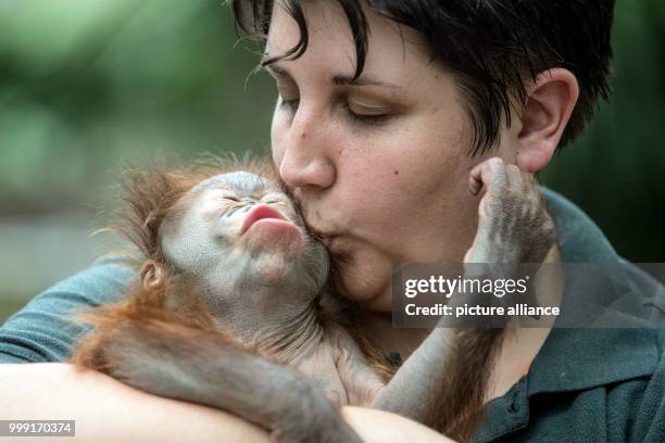 Zoo keeper Eva Ravagni holding the 2.5-month old Borneo Orangutan baby "Hujan" in her arms in Krefeld, Germany, 15 August 2017. The 3.6 kg heavy baby...