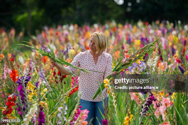 Anna Bankiel standing with a freshly cut bundle of gladiolas in her flower field in Kriftel, Germany, 15 August 2017. Bankiel and her partner run a...