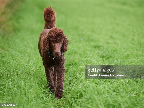 brown poodle walking on the grass at summertime meadow - teemu tretjakov fotografías e imágenes de stock
