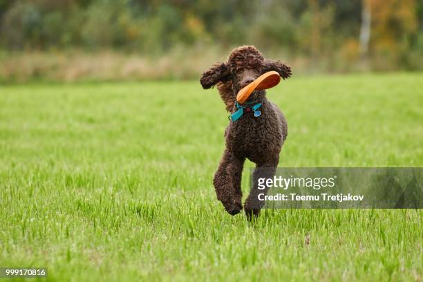 brown poodle running with a toy on the grass in summer. - teemu tretjakov fotografías e imágenes de stock