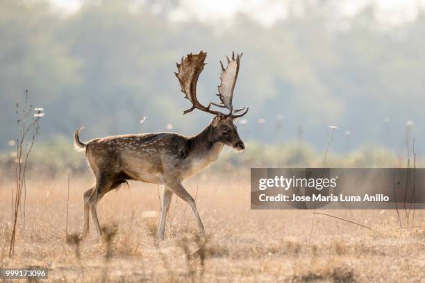 dama dama - anillo stock pictures, royalty-free photos & images