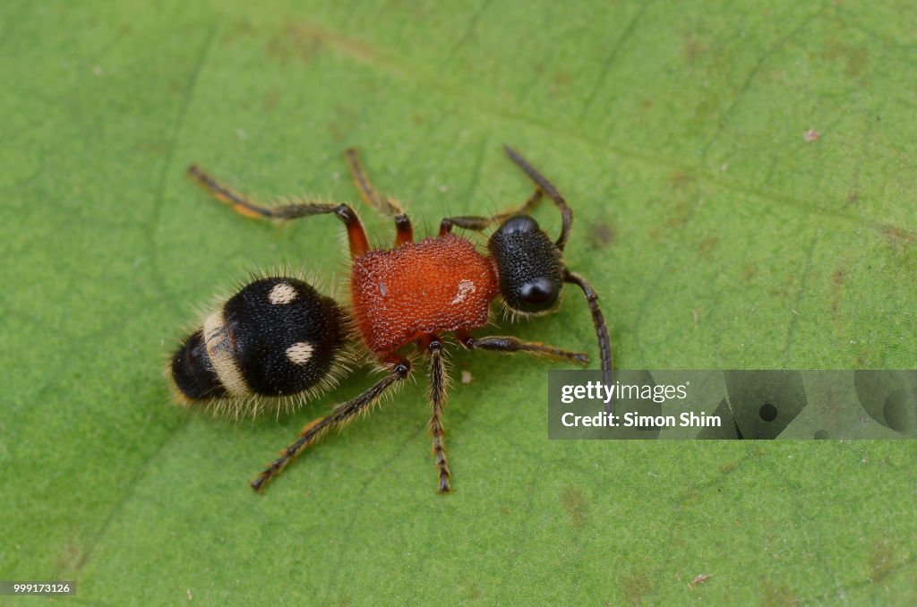Velvet Ant