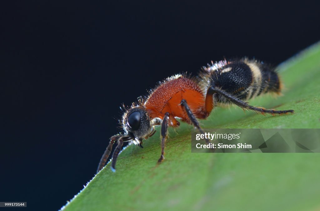 Velvet Ant