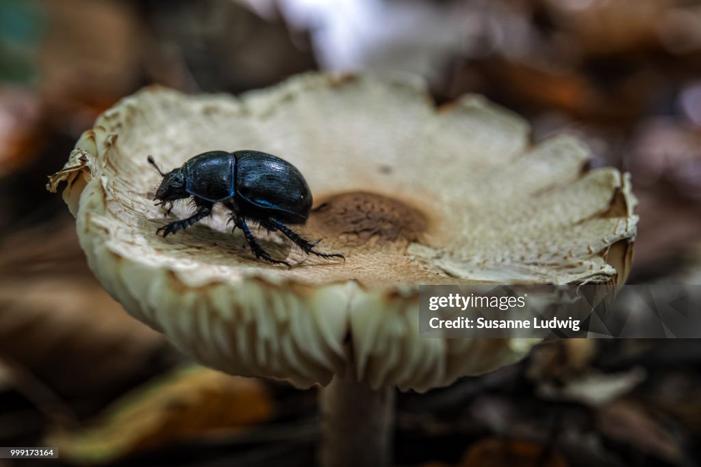Mushroom and beetle