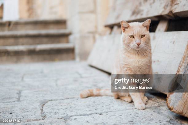 dubrovnik, croatia - barnes ストックフォトと画像