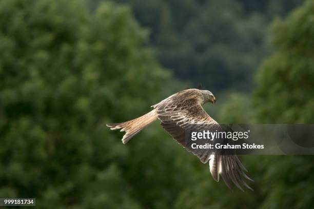 red kite in galloway - stokes stock pictures, royalty-free photos & images