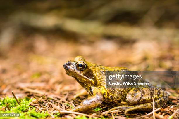 common frog - anura stock pictures, royalty-free photos & images