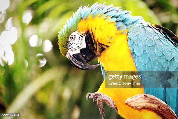 a stunning blue and gold macaw. - gold and blue macaw stock pictures, royalty-free photos & images