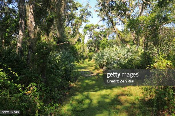 hiking trail in d.j.wilcox preserve in fort pierce, florida - fort pierce foto e immagini stock