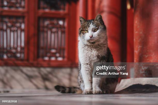 stray cat of the forbidden city - forbidden city imagens e fotografias de stock