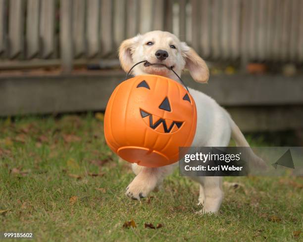 golden retriever and pumpkin - lori elle photos et images de collection