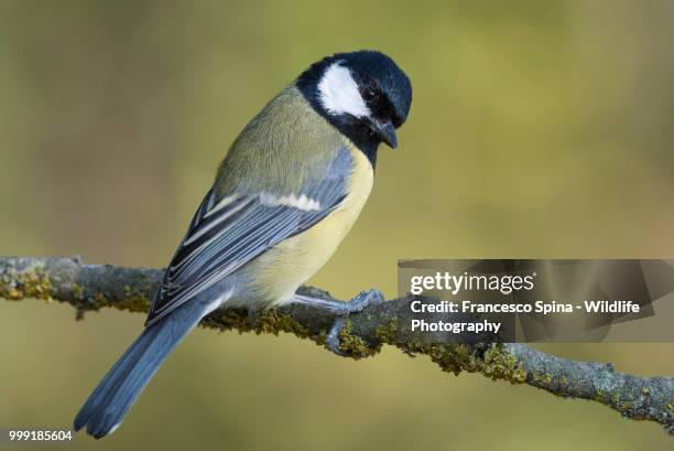 the great tit (cinciallegra) - cinciallegra stock pictures, royalty-free photos & images