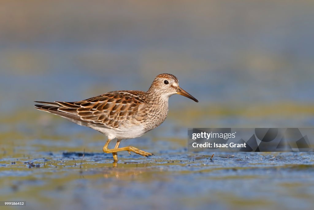 Pectoral Sandpiper