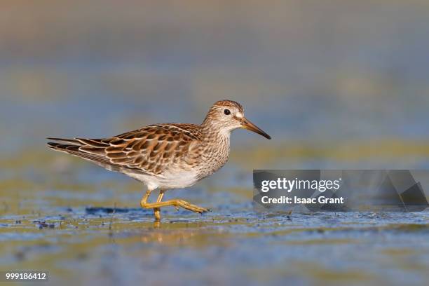 pectoral sandpiper - charadriiformes stock pictures, royalty-free photos & images