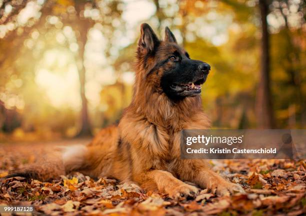 german shepherd in fall - german shepherd stock pictures, royalty-free photos & images