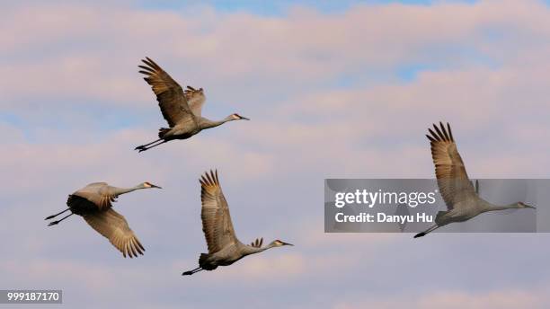 sandhill cranes in flight - sandhill stock pictures, royalty-free photos & images