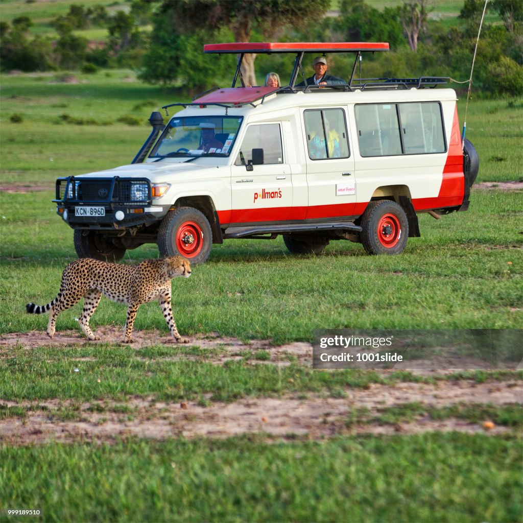 Cheetah and Safari Vehicle at MAsai Mara