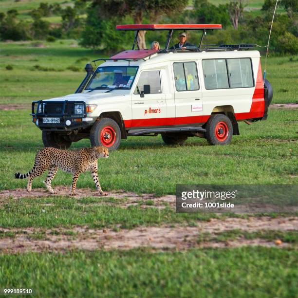 cheetah and safari vehicle at masai mara - 1001slide stock pictures, royalty-free photos & images