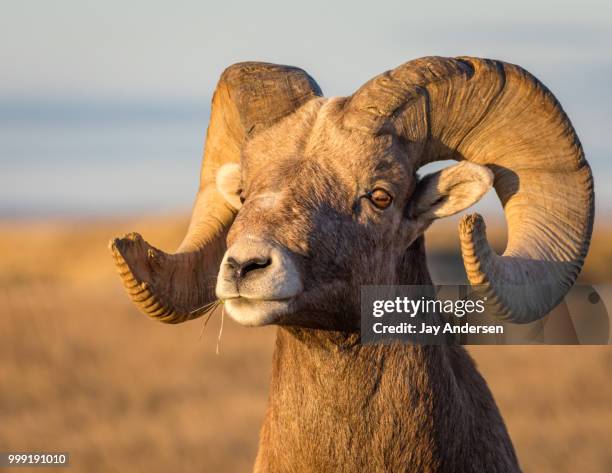 badlands bighorn sheep - bighorn sheep stockfoto's en -beelden