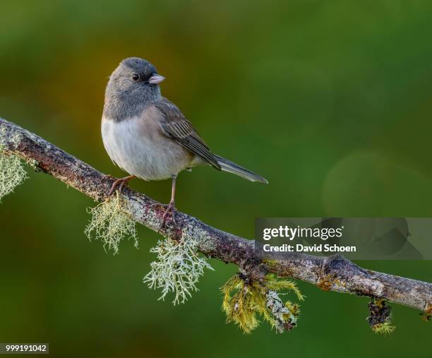 dark eyed junco - passerine bird stockfoto's en -beelden