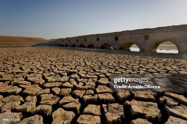 severe drought - oliveira stock pictures, royalty-free photos & images