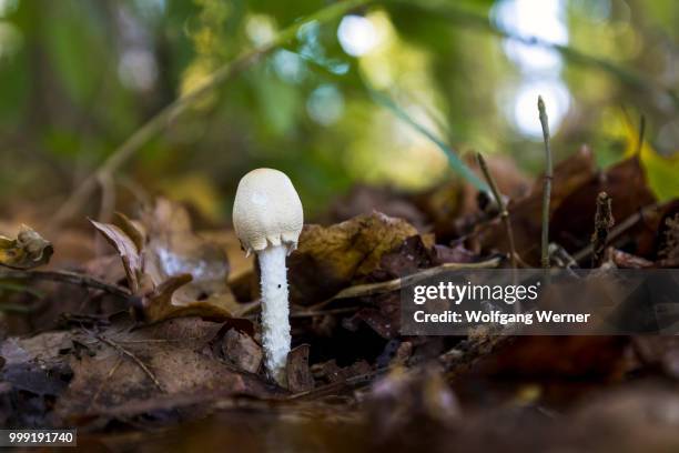 small mushroom - werner stock pictures, royalty-free photos & images