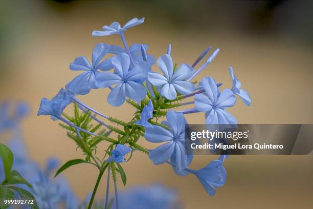 plumbago auriculata - plumbago stock pictures, royalty-free photos & images