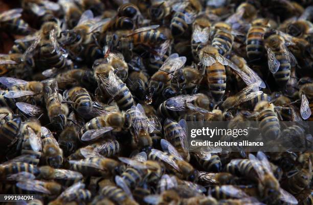 Bees are busy in a beehive near Volkach, Germany, 16 August 2017. The honey harvest this summer was unusually small due to the freezing cold in...