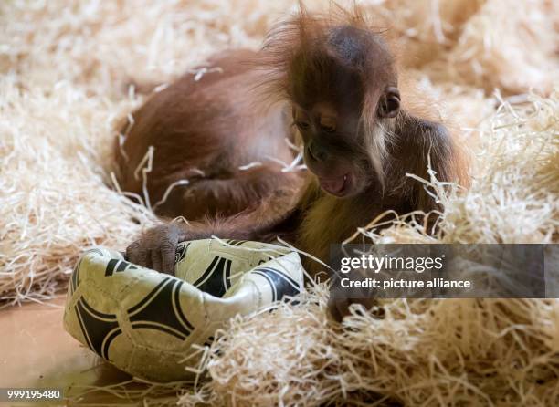 Dpatop - A little orangutan playing with a football in its enclosure at Tierpark Hellabrunn zoo in Munich, Germany, 17 August 2017. Photo: Sven...