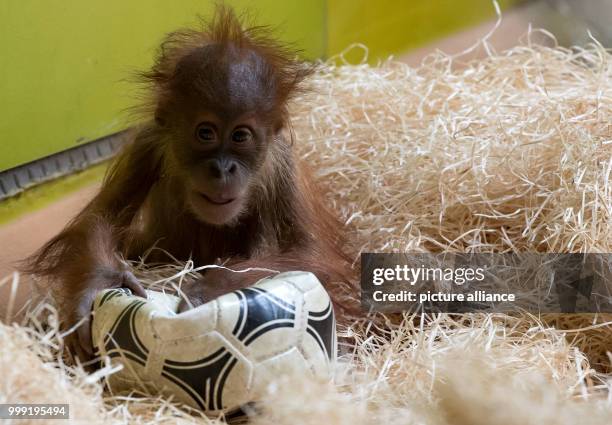 Little orangutan playing with a football in its enclosure at Tierpark Hellabrunn zoo in Munich, Germany, 17 August 2017. Photo: Sven Hoppe/dpa