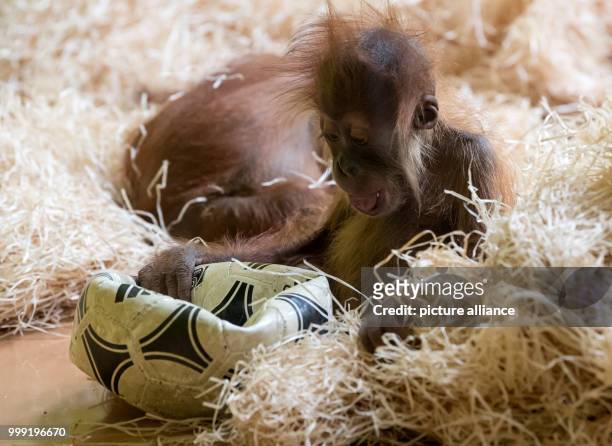 Small orangutan playing with a soccer ball in its enclosure in the Hellabrunn Zoo in Munich, Germany, 17 August 2017. Photo: Sven Hoppe/dpa