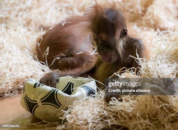 Dpatop - A small orangutan playing with a soccer ball in its enclosure in the Hellabrunn Zoo in Munich, Germany, 17 August 2017. Photo: Sven Hoppe/dpa