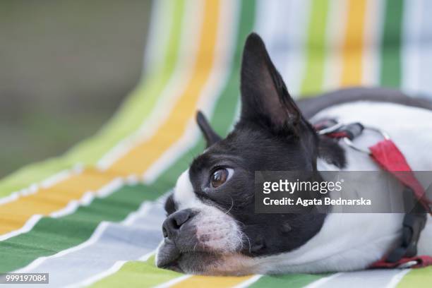 boston terrier relax - terrier boston stock pictures, royalty-free photos & images