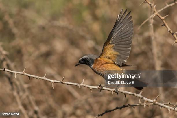 common redstart - redstart stock pictures, royalty-free photos & images